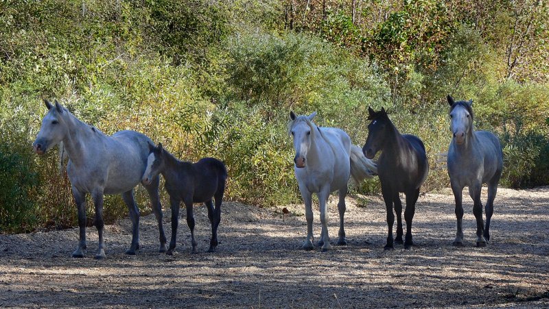 wild horses 4.jpg
