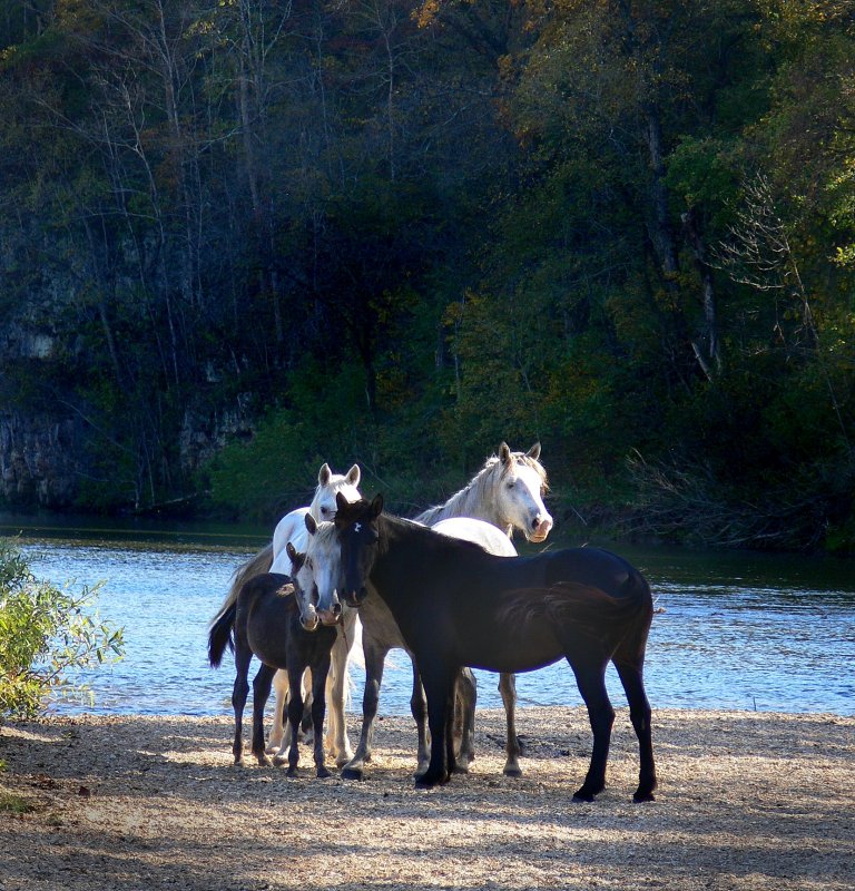 wild horses 6.jpg