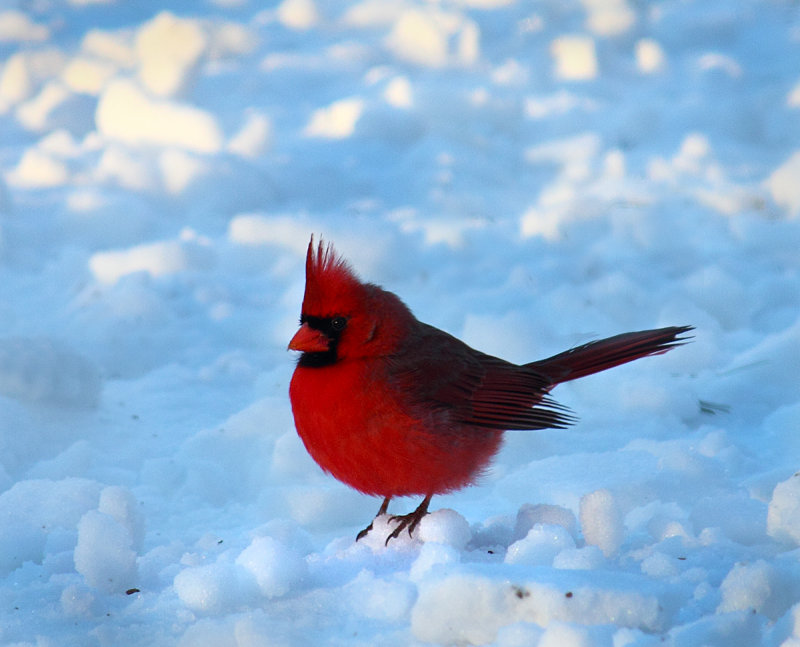 Cardinal.jpg
