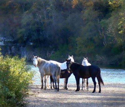 wild horses 1.jpg