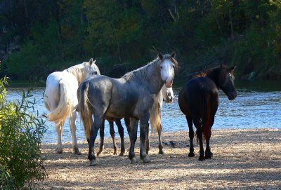 wild horses 2.jpg
