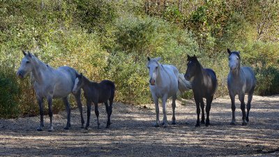 wild horses 4.jpg