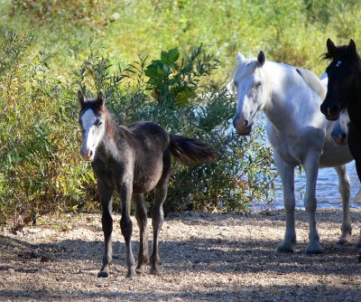 wild horses 5.jpg