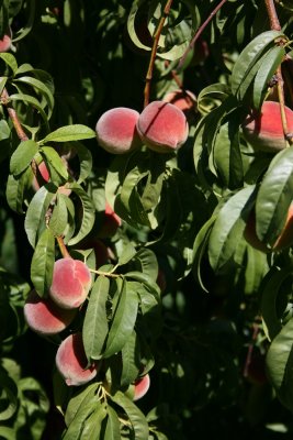 Peaches in the backyard