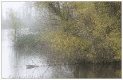 Foggy Day at Gray Lodge...