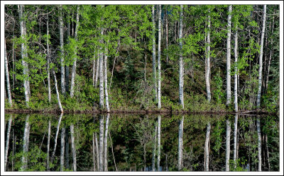 Reflecting Pond-1.jpg