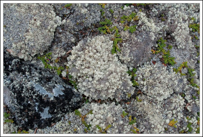 Reindeer Moss...