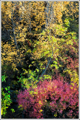 Fall Colors...