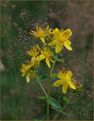 Johanniskraut, Hypericum perforatum (St. Johns wort)