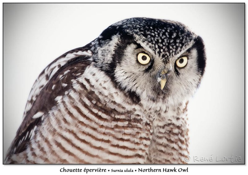 Chouette pervire<br>Northern Hawk Owl