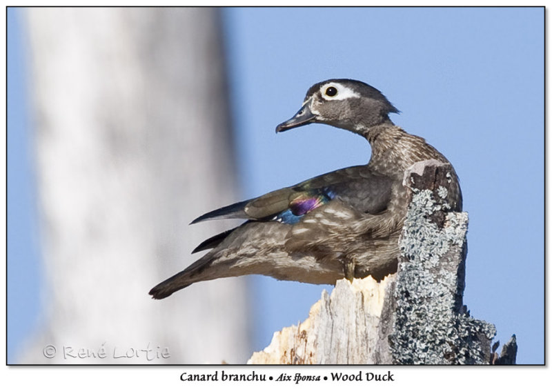 Canard branchu  Wood Duck