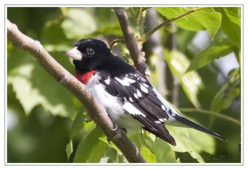 Cardinal  poitrine rose<br>Rose-breasted Grosbeak