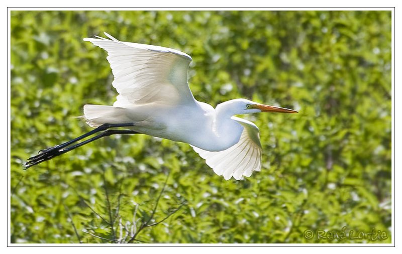 Grande aigrette<br>Great Egret