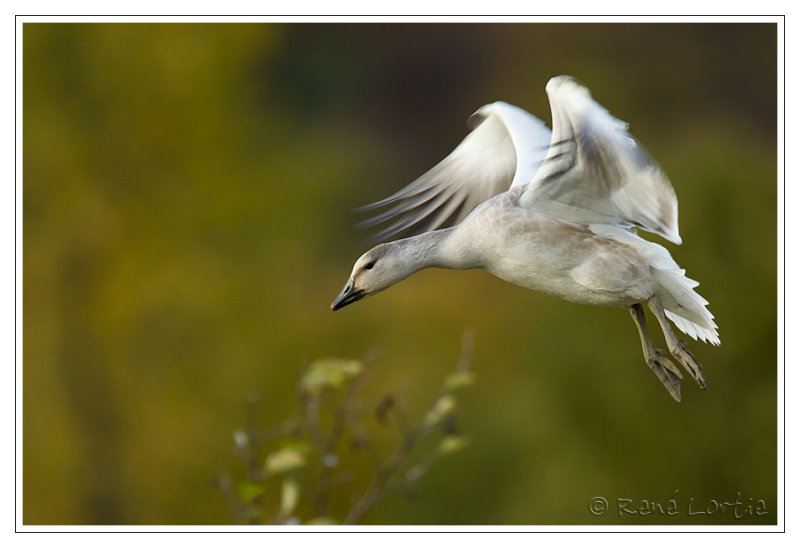 Oie des neiges<br>Snow Goose