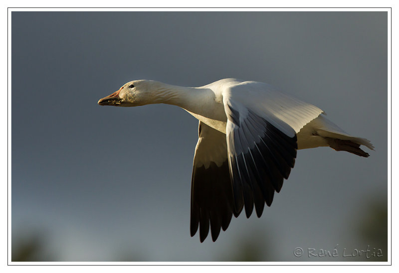 Oie des neiges<br>Snow Goose