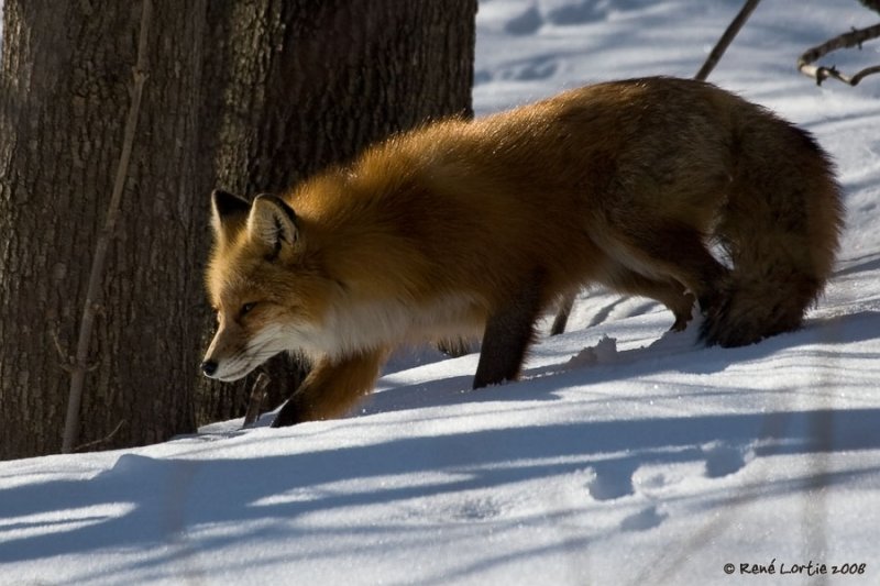 Renard roux / Red Fox