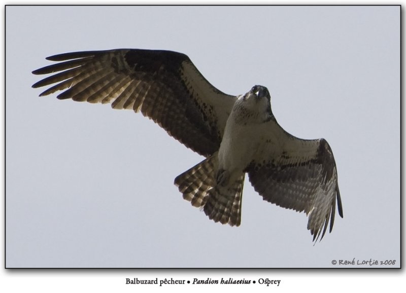 Balbuzard pcheur <br>Osprey