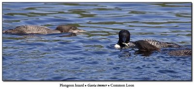 Plongeon huard / Common LoonLa leon de pche / Fishing Lesson