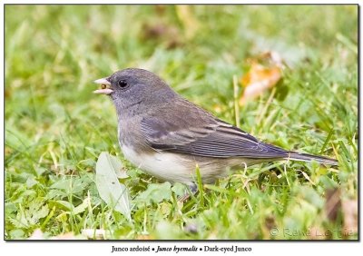 Junco ardois<br>Dark-eyed Junco