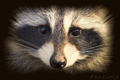 Raton-laveur / Raccoon