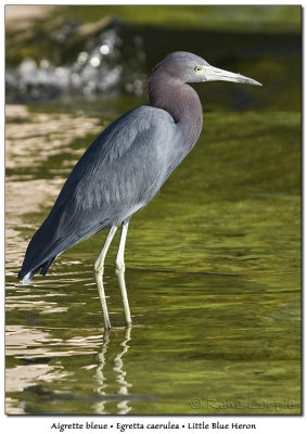 Aigrette bleueLittle Blue Heron