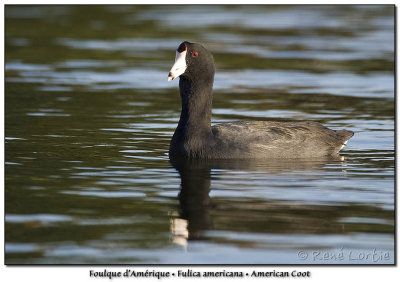 Foulque d'AmriqueAmerican Coot