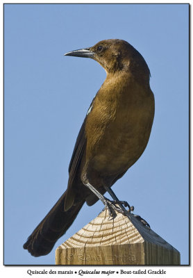 Quiscale des maraisBoat-tailed Grackle