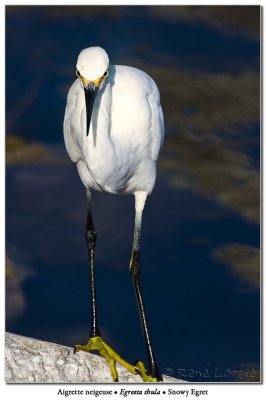 Aigrette neigeuse<br>Snowy Egret