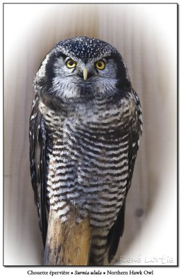 Chouette pervireNorthern Hawk Owl