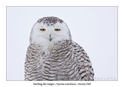 Harfang des neiges<br>Snowy Owl
