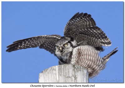 Chouette pervire<br>Northern Hawk Owl