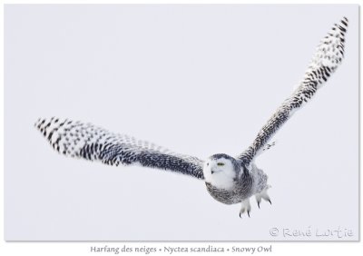 Harfang des neigesSnowy Owl