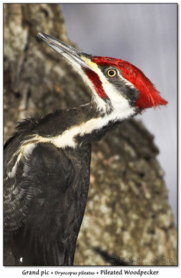 Grand picPileated Woodpecker