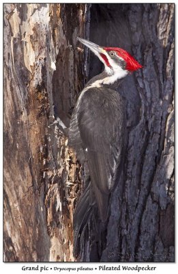 Grand picPileated Woodpecker