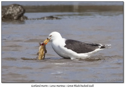 Goland marinGreat Black-backed Gull