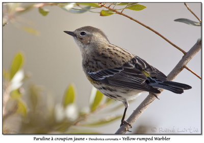 Paruline  croupion jauneYellow-rumped Warbler