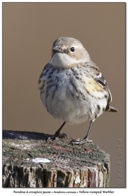 Paruline  croupion jauneYellow-rumped Warbler