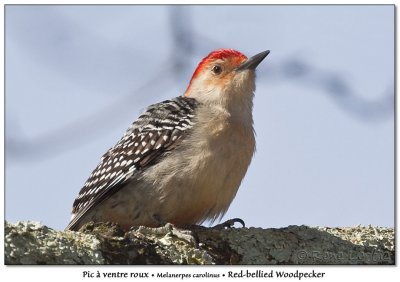 Pic  ventre rouxRed-bellied Woodpecker