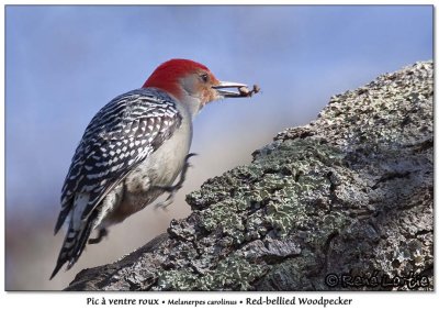 Pic  ventre rouxRed-bellied Woodpecker