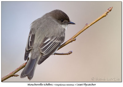 Moucherolle phbiEastern Phoebe