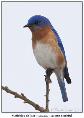 Merlebleu de l'EstEastern Bluebird