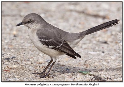 Moqueur polyglotteNorthern Mockingbird