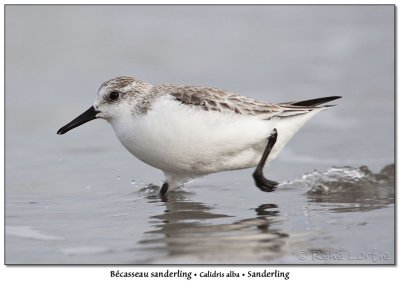 Bcasseau sanderlingSanderling