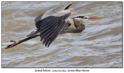 Grand hronGreat Blue Heron