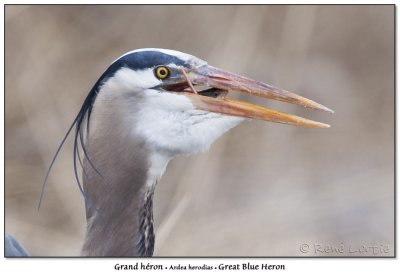 Grand hron<br>Great Blue Heron