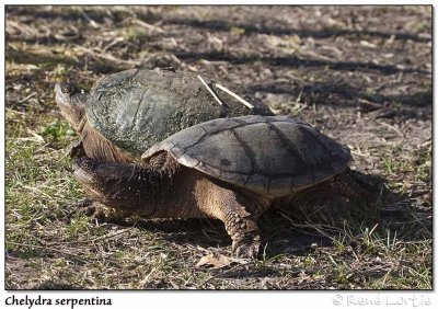 Tortues serpentinesSnapping Turtles