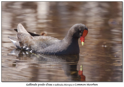 Gallinule poule-d'eauCommon Moorhen