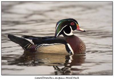 Canard branchu  Wood Duck