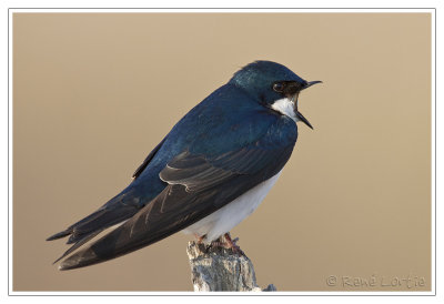 Hirondelle bicoloreTree Swallow