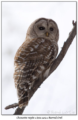 Chouette rayeBarred Owl